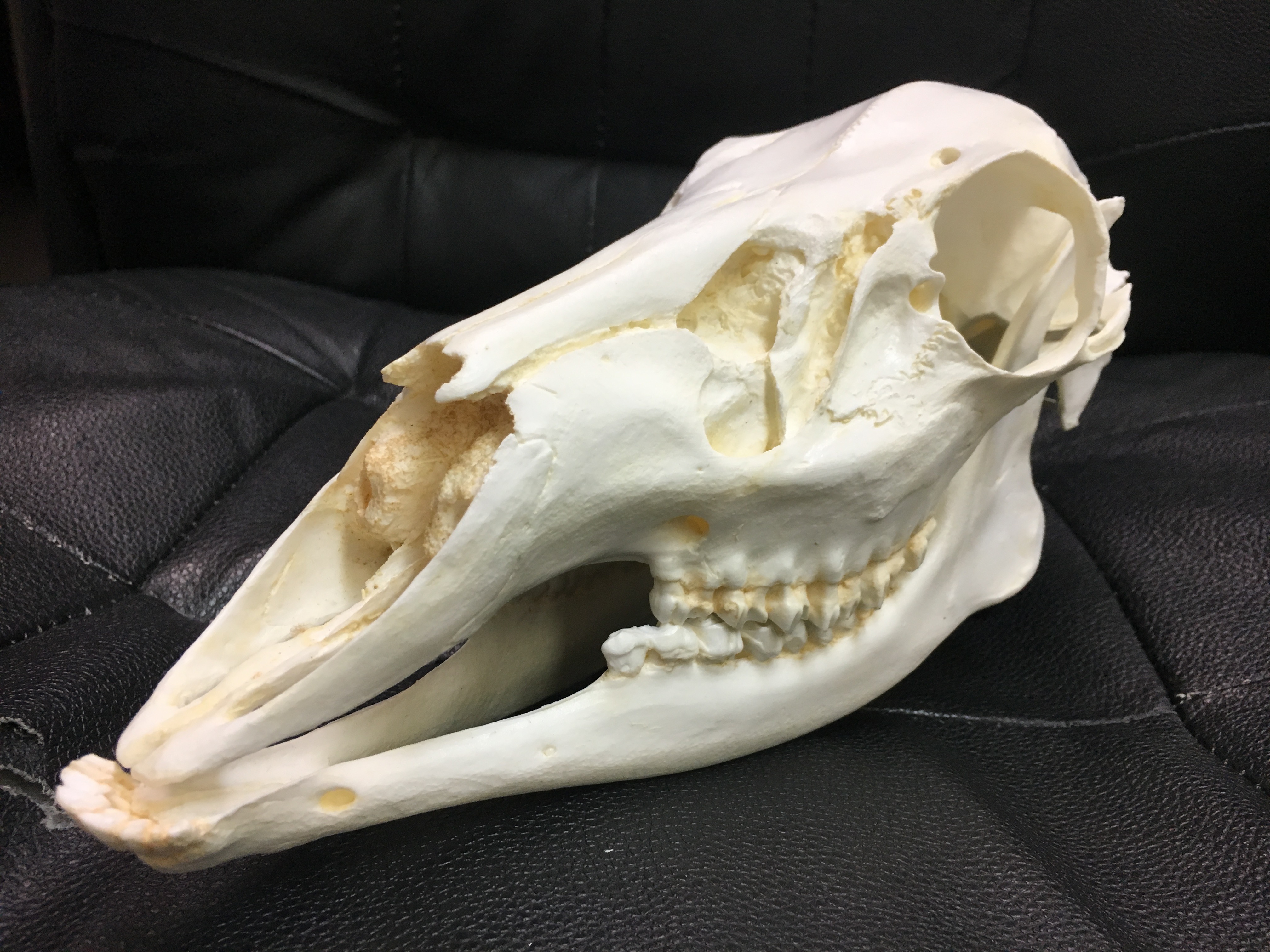 Beaver Skull
