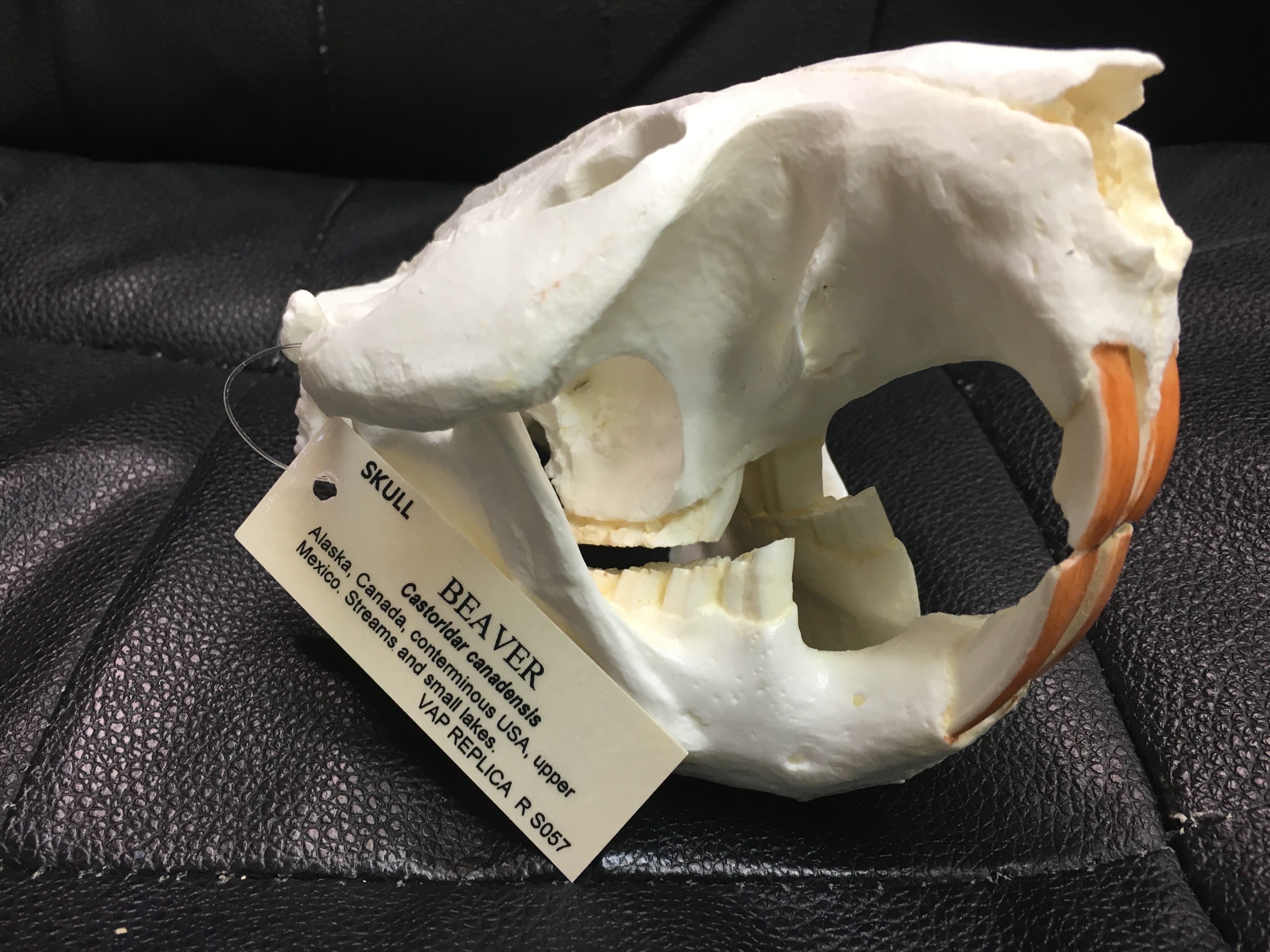 Beaver Skull