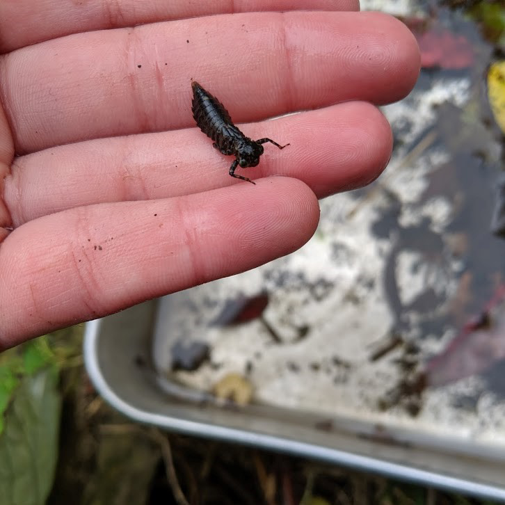 Dragonfly Larva